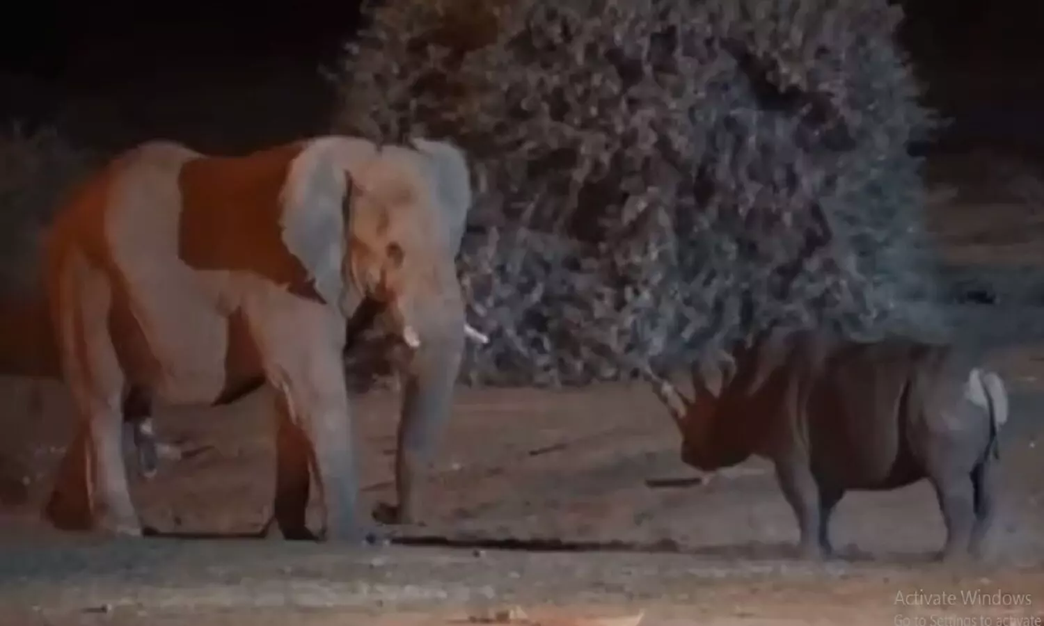 Elephant Vs Rhinoceros Fight Video: कभी देखी है हाथी और गेंडे की लड़ाई! सोशल मीडिया में भयंकर वायरल हो रहा वीडियो