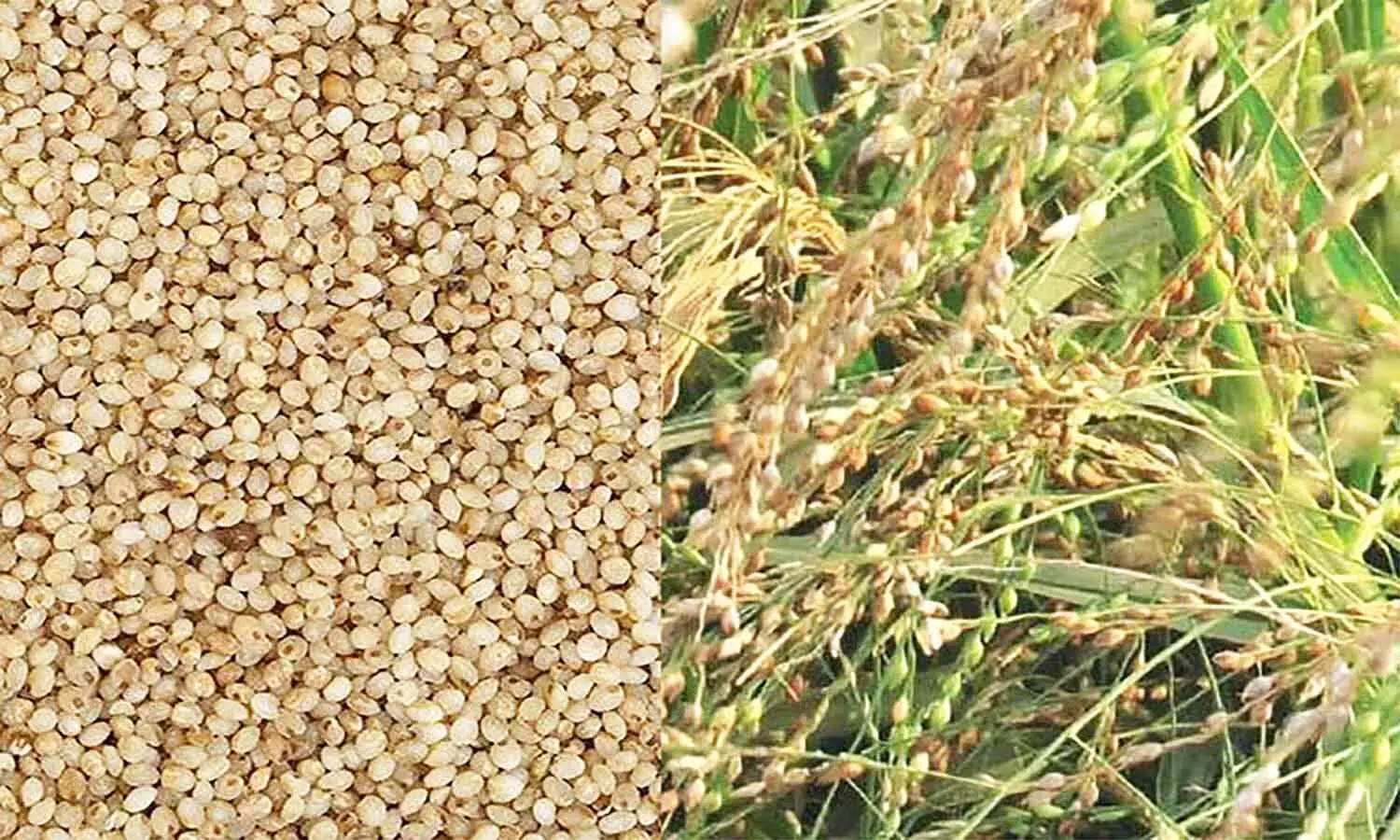 Millet Seeds: एमपी के सिंगरौली में कोदो-कुटकी का रकबा होगा दोगुना, कृषि विभाग उपलब्ध कराएगा बीज