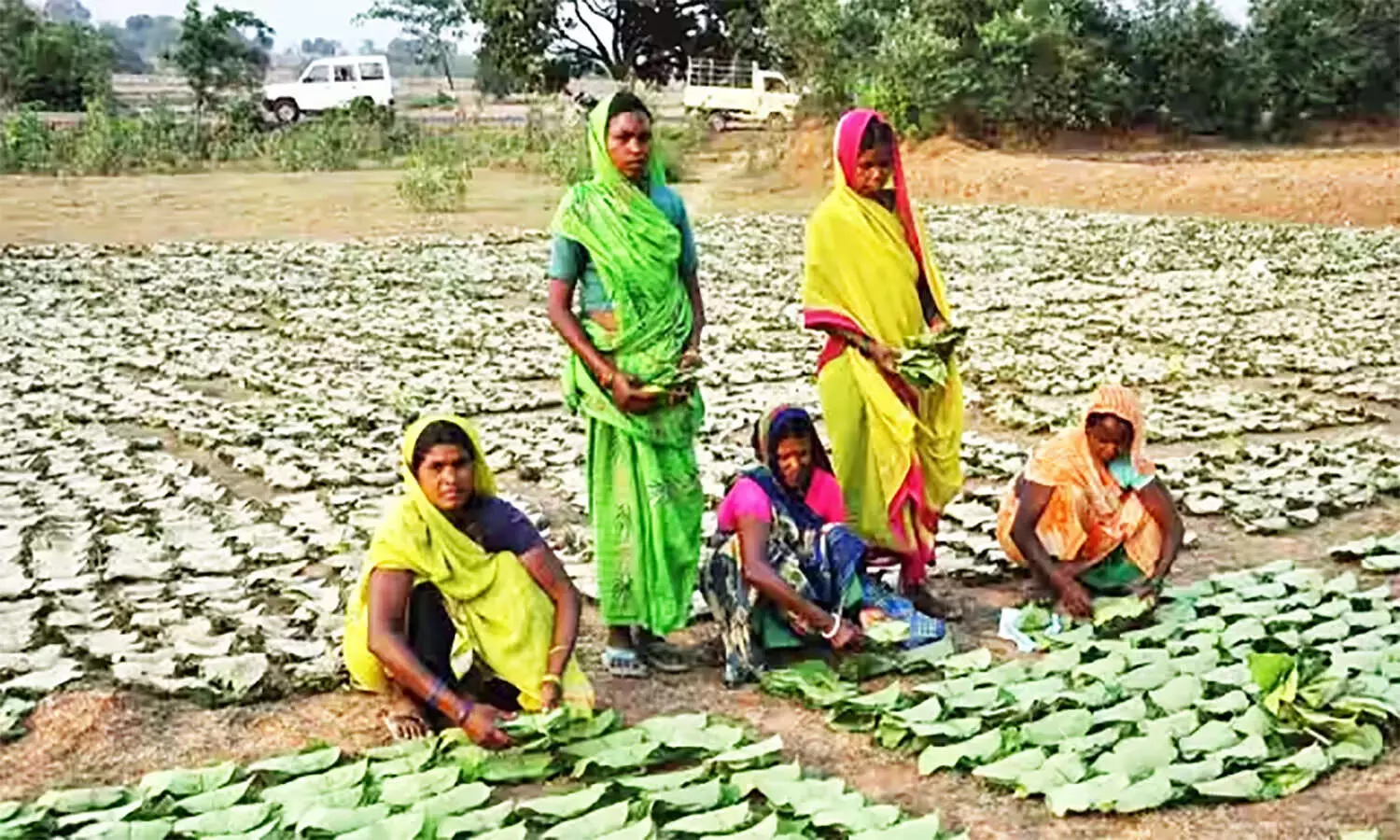 Charan Paduka Yojana: रीवा वनमंडल अंतर्गत आठ परिक्षेत्रों में तेंदूपत्ता संग्राहकों को 24 अगस्त से मिलेंगी यह सामग्रियां