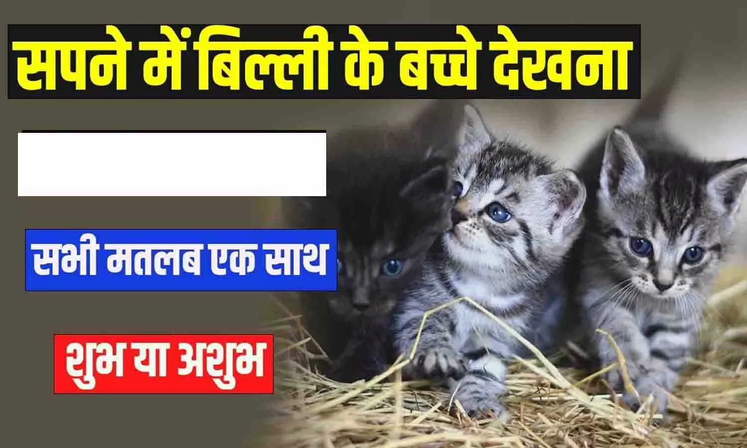 Sapne Me Billi Ke Bacche Dekhna: सपने में दिखे बिल्ली या उसका बच्चा ? तो जानकर खड़े हो जायेंगे रोंगटे....