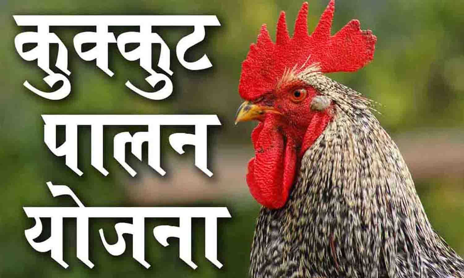 45 चूजे और 10 किलो दाना मुफ्त! कुक्कुट पालन योजना से घर बैठे कमाई का मौका