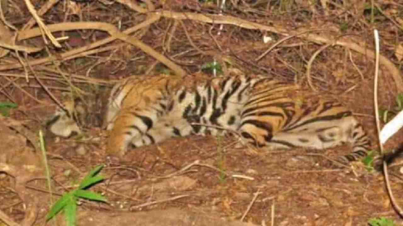 Tiger Found Dead in Bandhavgarh Tiger Reserve / शावकों की फौज देख फूला नहीं समा रहा था प्रबंधन, मृत बाघ मिलने से सहमा