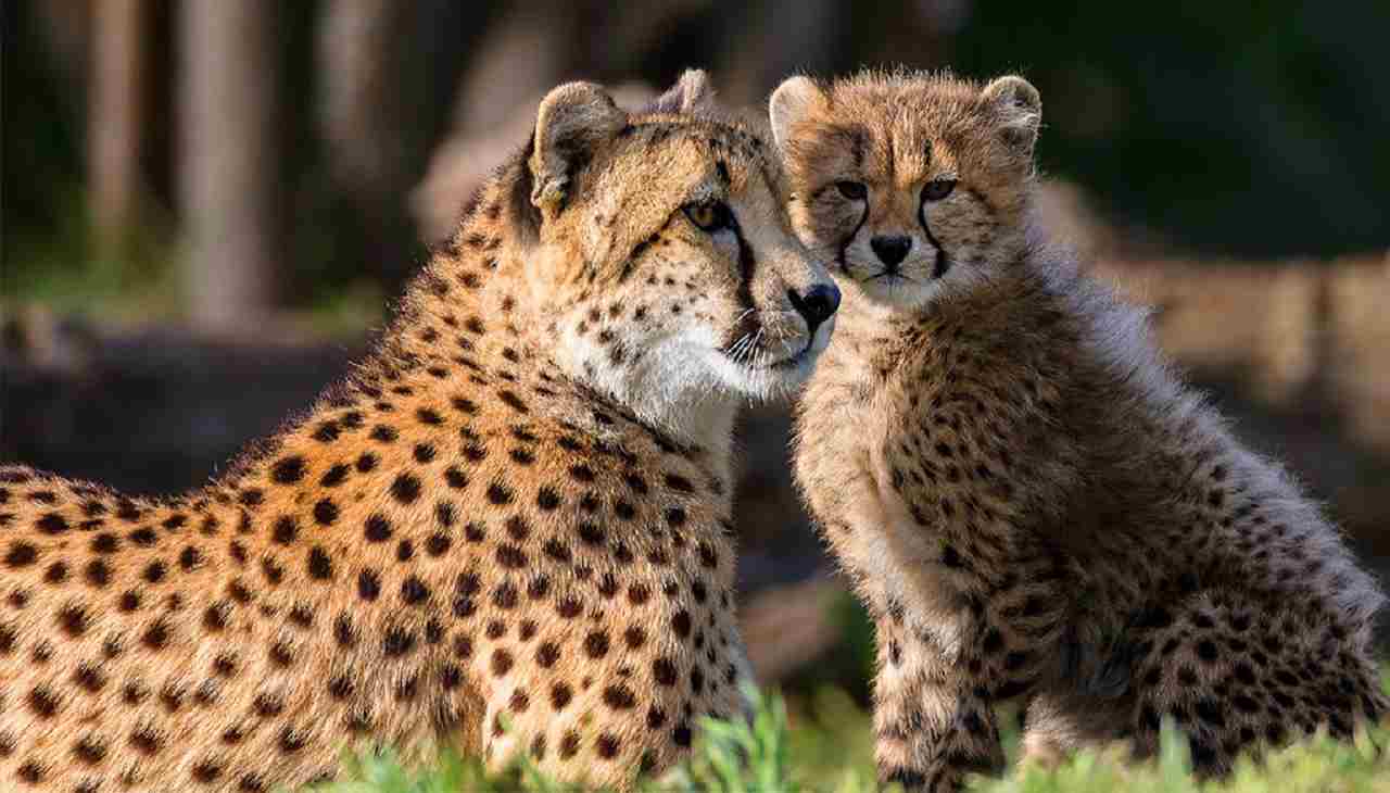 मध्य प्रदेश के Kuno National Park की शोभा बढ़ाएंगे अफ्रीका के Cheetah