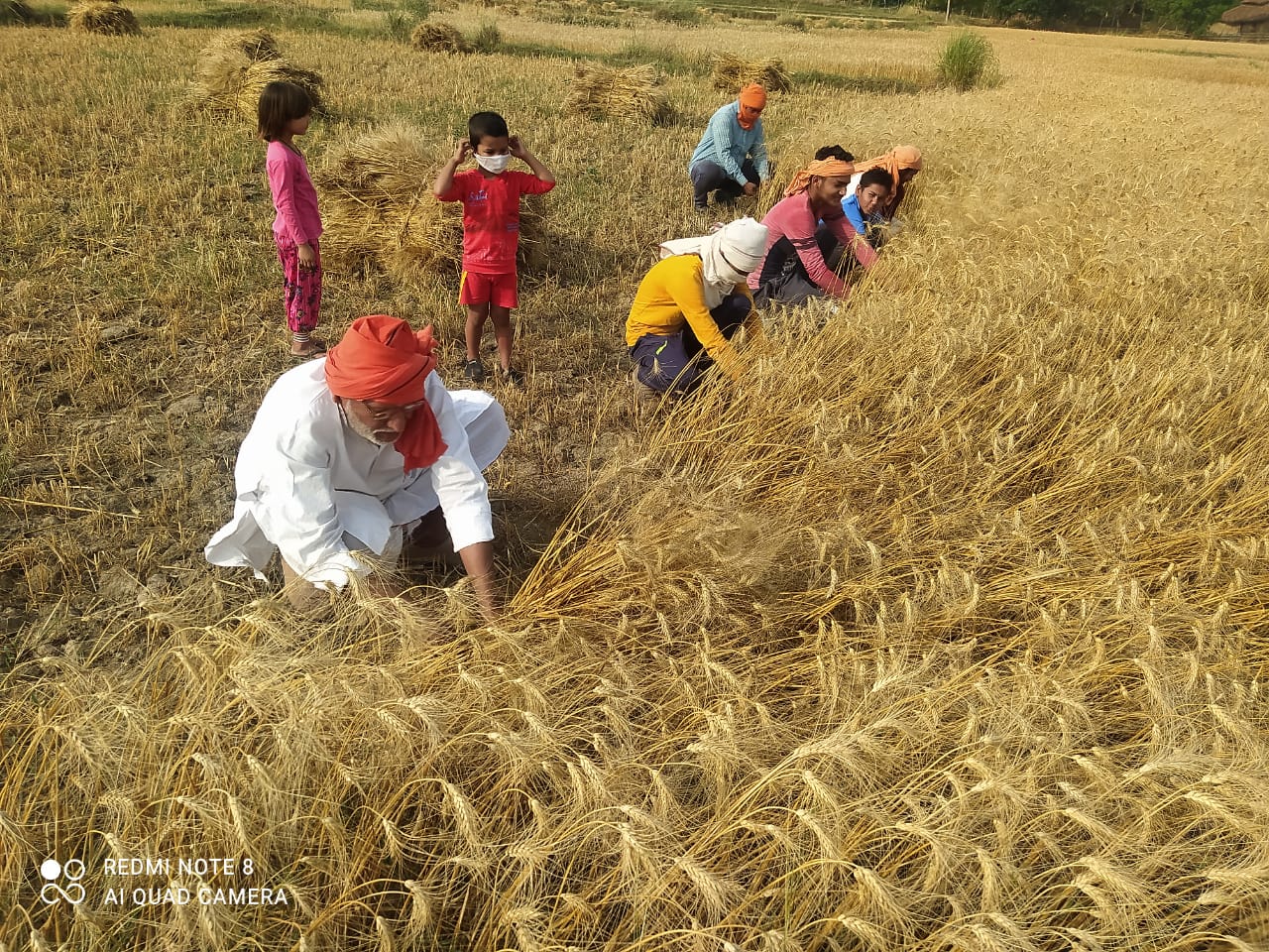 REWA : विधायक का अलग अंदाज, देश के लोग कोरोना से हो रहे पस्त और विधायक कटाई-गहाई में व्यस्त